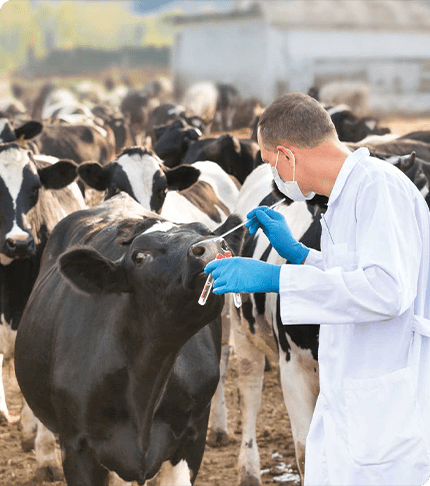 API & Pharmaceutical Intermediates for Animal Health